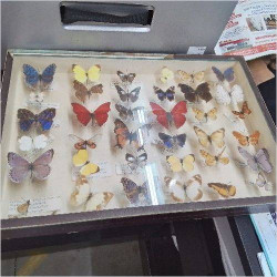 CADRE PAPILLONS 