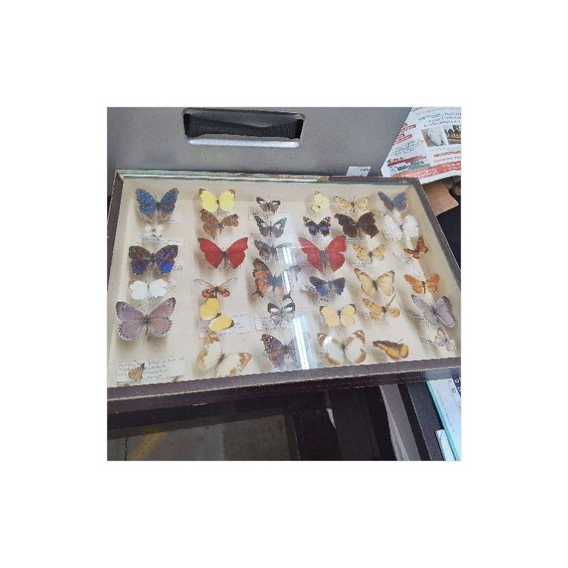 CADRE PAPILLONS 