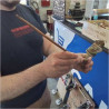 PETITE PIPE