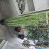 PLANTE ARTIFICIELLE MM FEUILLAGE 