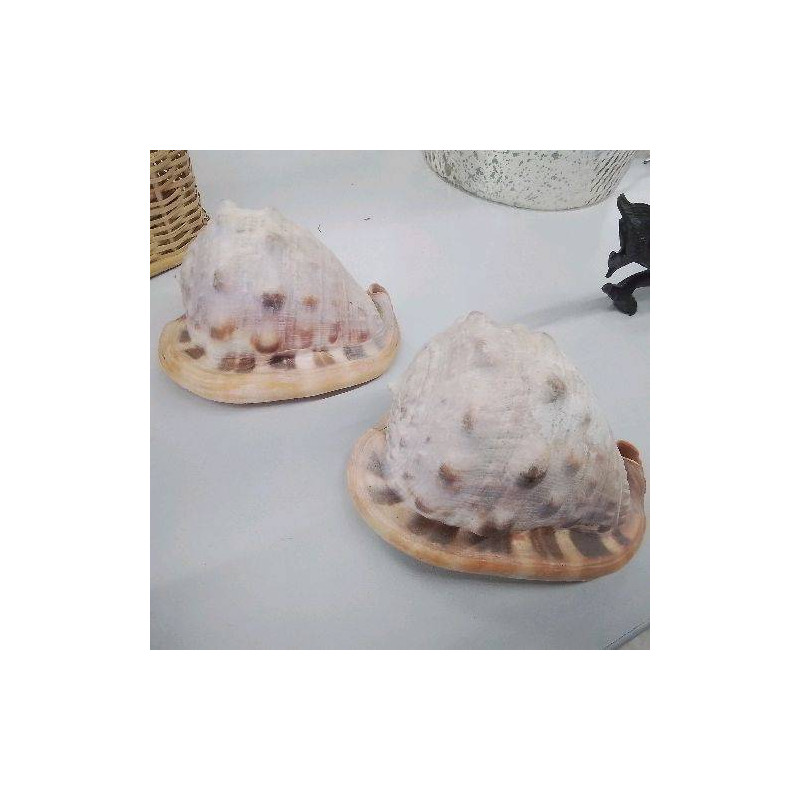 COQUILLAGE