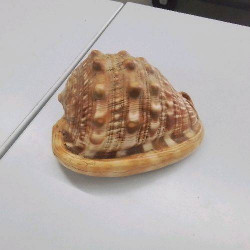 COQUILLAGE 