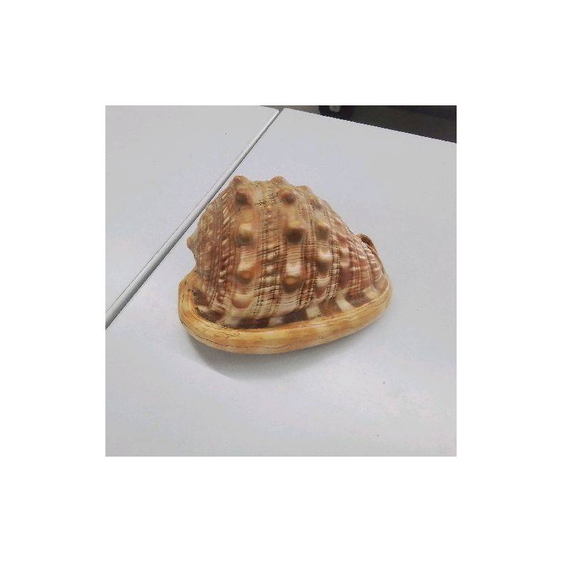 COQUILLAGE 