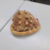 COQUILLAGE 