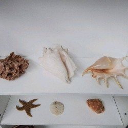 COQUILLAGE GM