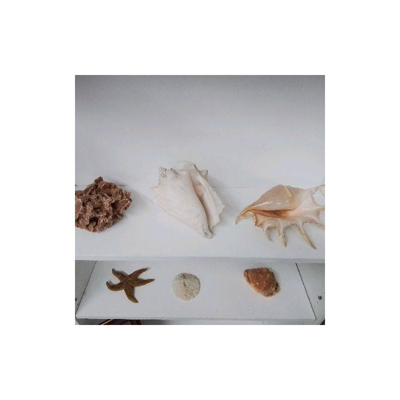 COQUILLAGE GM