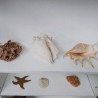 COQUILLAGE GM